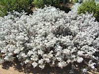 Senecio vira-vira - Senecio leucostachys (en Corse) (01) (Photo F. Mrugala)